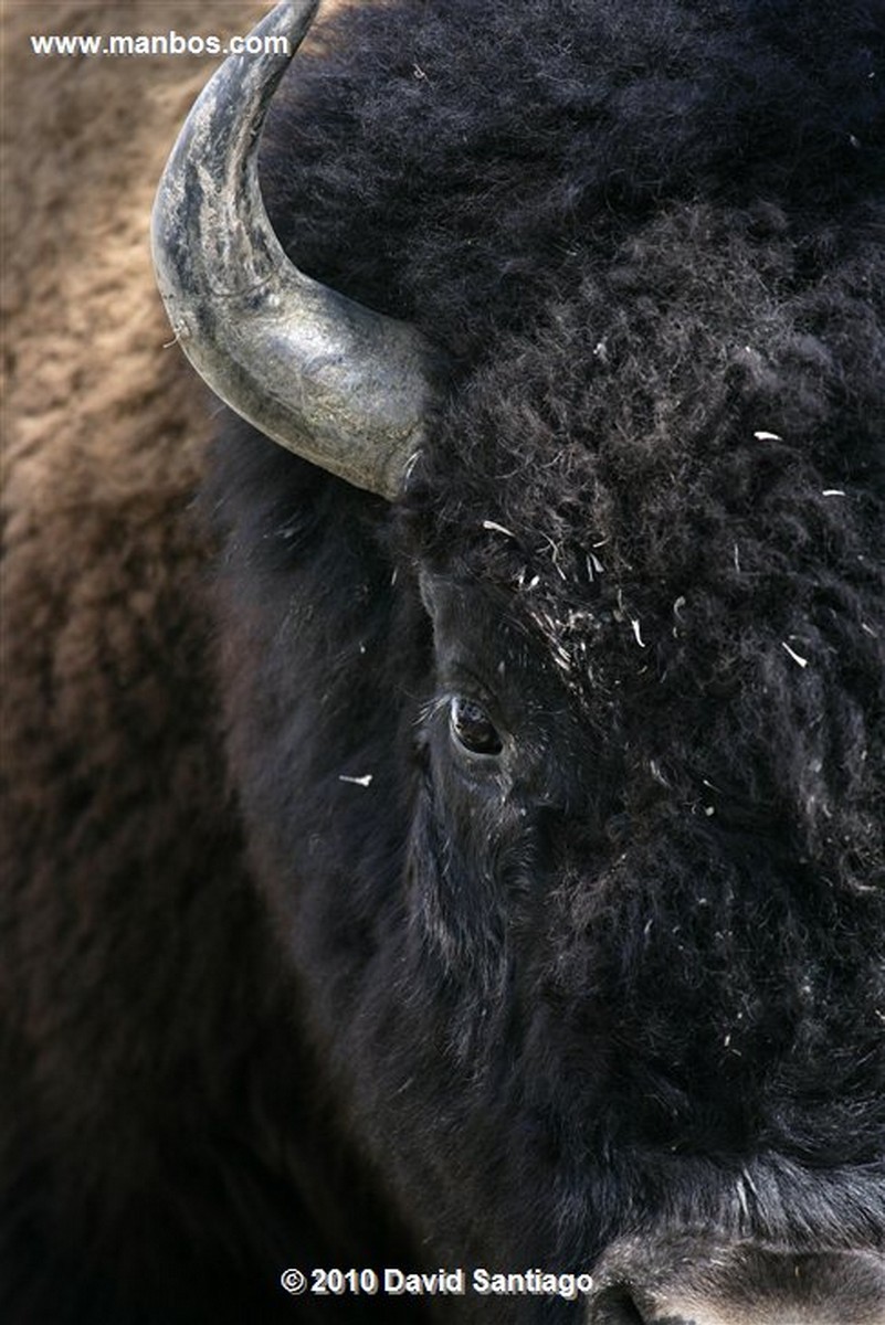 Yellowstone 
Yellowstone Bisontes Eeuu 
Wyoming 