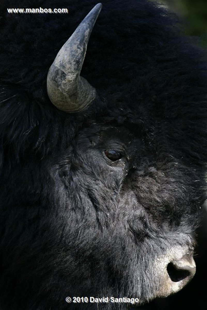 Yellowstone 
Yellowstone Bisontes Eeuu 
Wyoming 