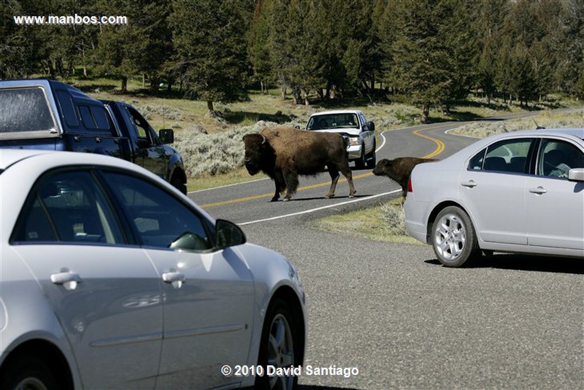 Yellowstone 
Yellowstone Bisontes Eeuu 
Wyoming 