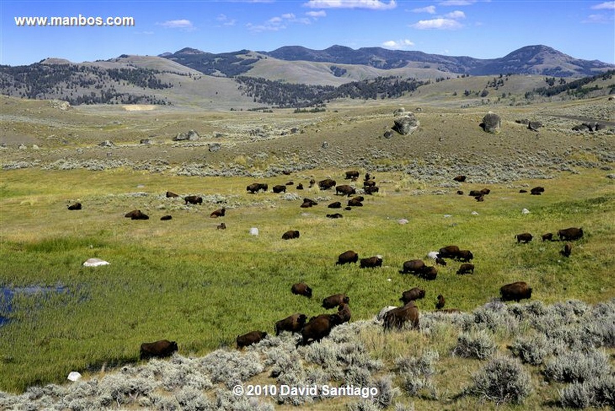 Yellowstone 
Yellowstone Bisontes Eeuu 
Wyoming 