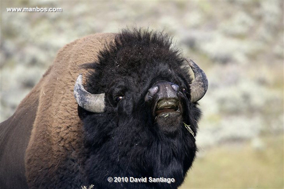 Yellowstone 
Yellowstone Bisontes Eeuu 
Wyoming 