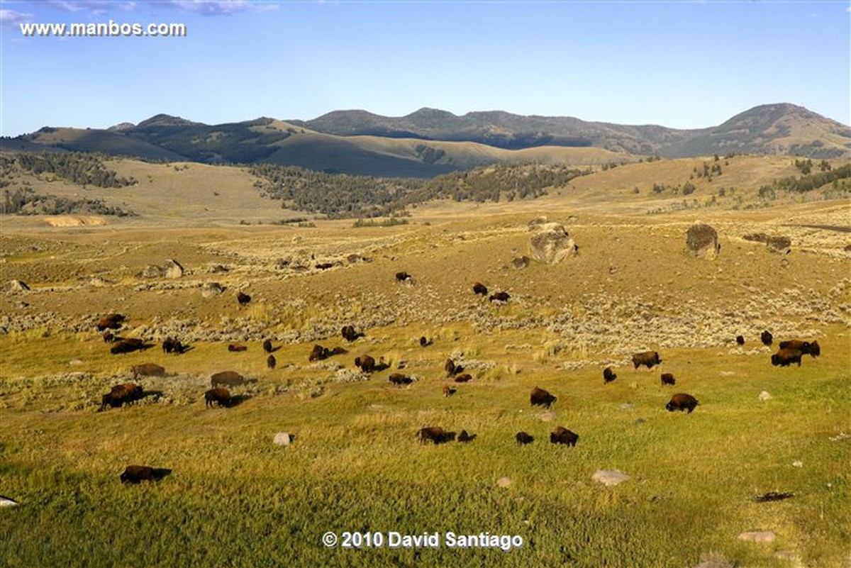 Yellowstone 
Yellowstone Bisontes Eeuu 
Wyoming 