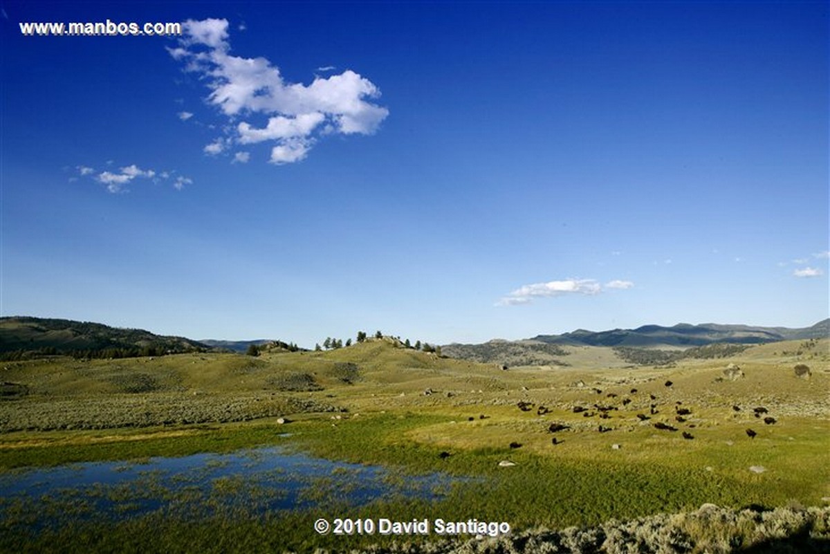 Yellowstone 
Yellowstone Bisontes Eeuu 
Wyoming 