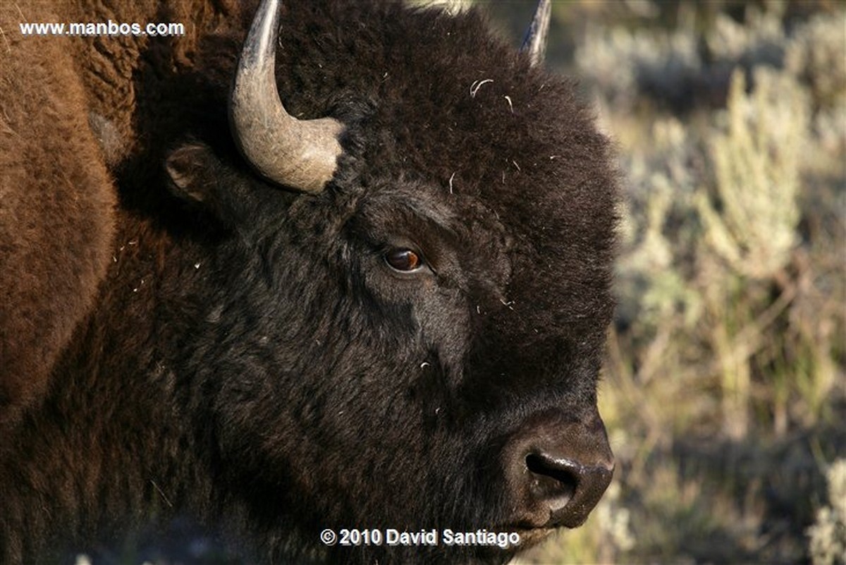 Yellowstone 
Yellowstone Bisontes Eeuu 
Wyoming 