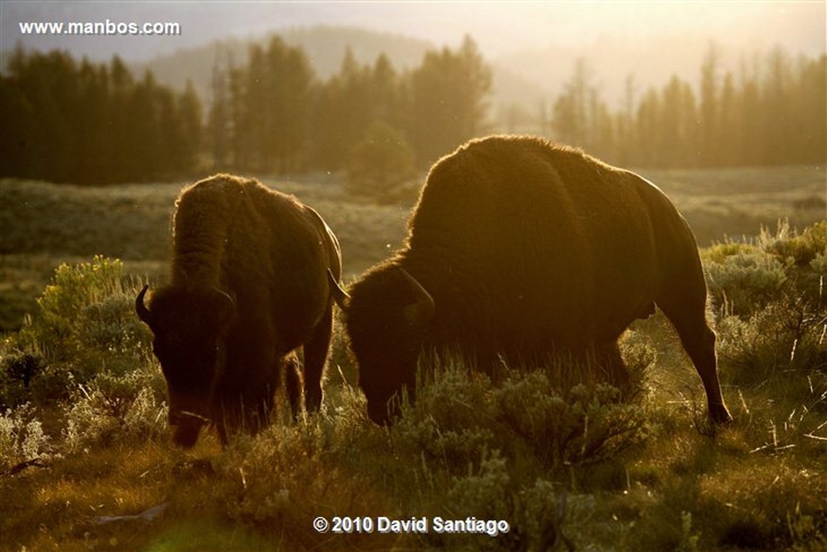 Yellowstone 
Yellowstone Bisontes Eeuu 
Wyoming 