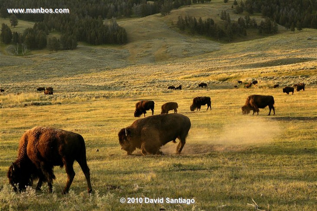 Yellowstone 
Yellowstone Bisontes Eeuu 
Wyoming 