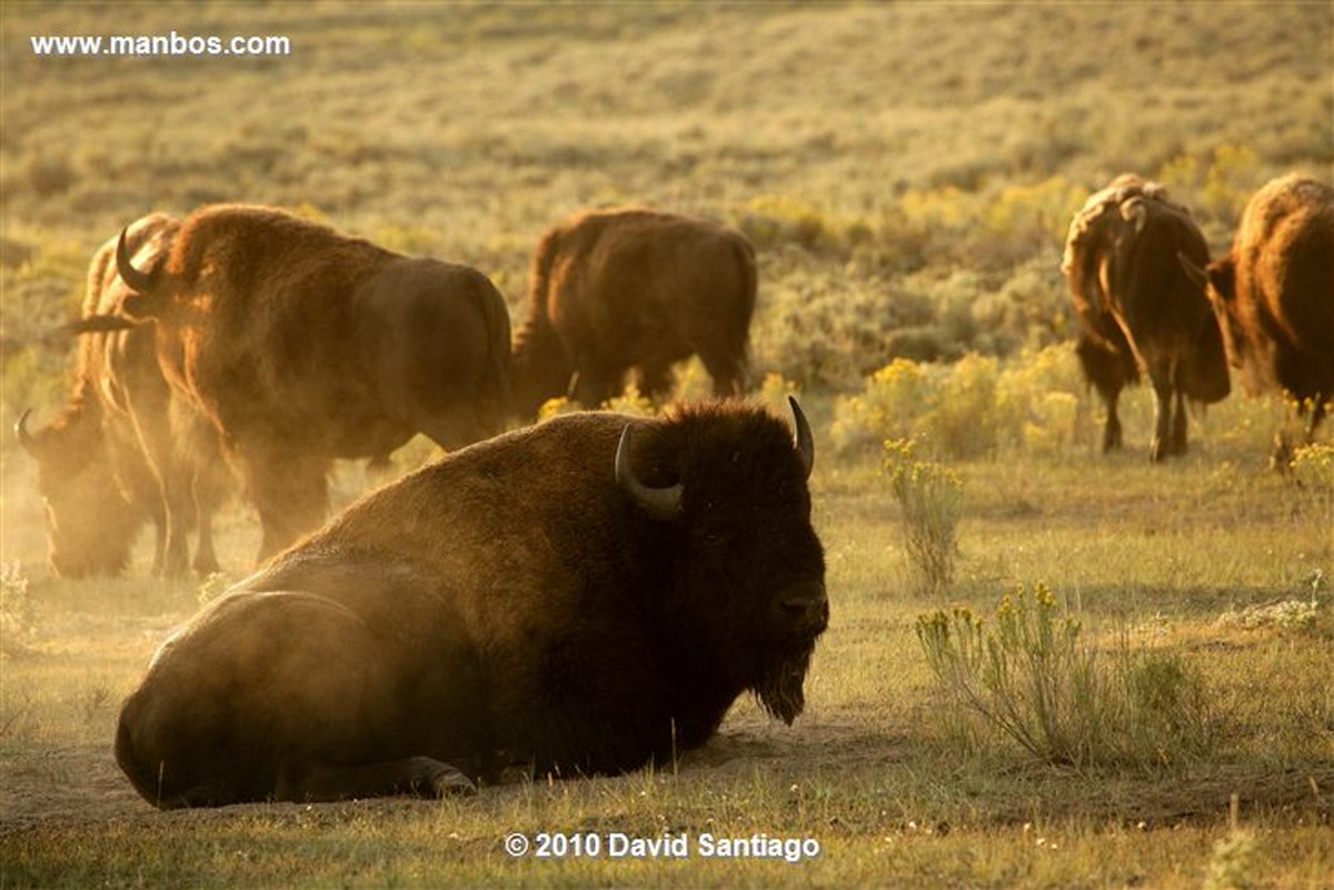 Yellowstone 
Yellowstone Bisontes Eeuu 
Wyoming 