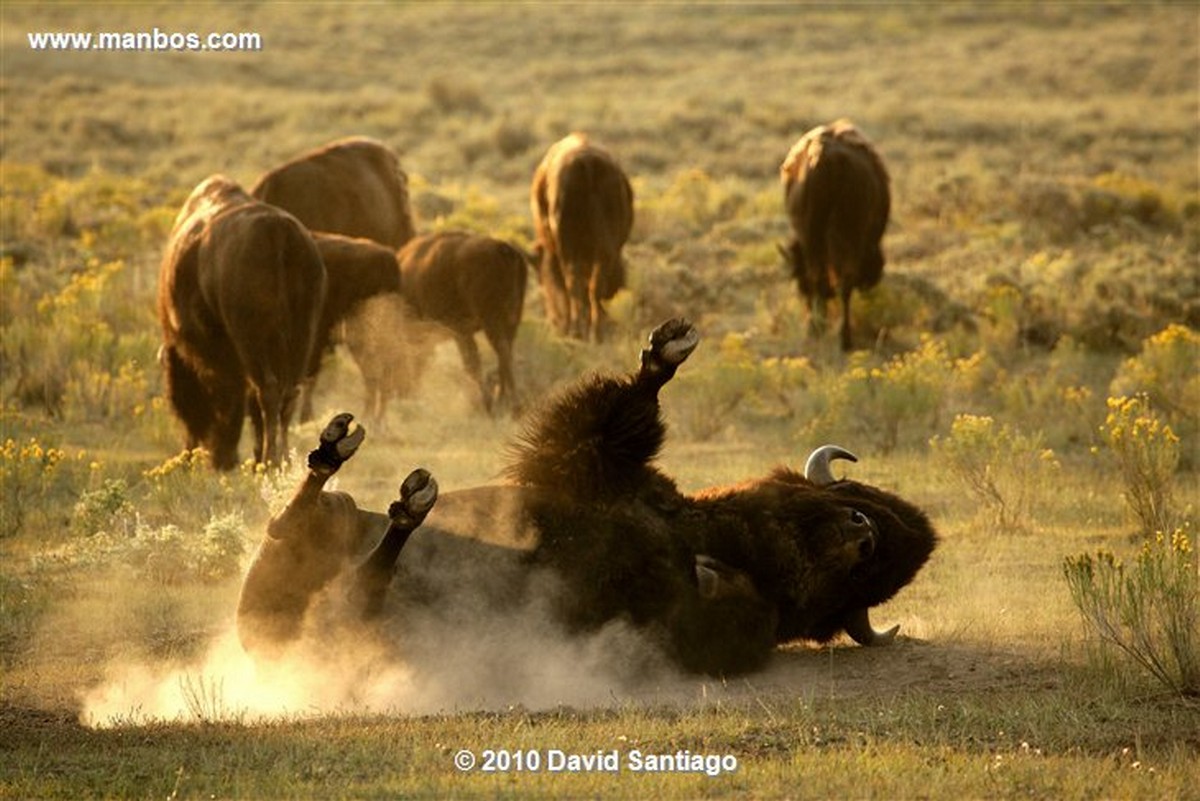 Yellowstone 
Yellowstone Bisontes Eeuu 
Wyoming 