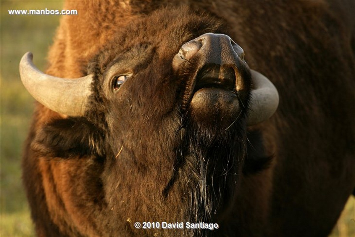 Yellowstone 
Yellowstone Bisontes Eeuu 
Wyoming 