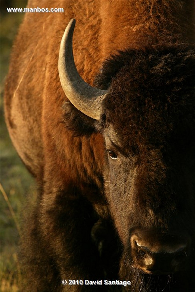 Yellowstone 
Yellowstone Bisontes Eeuu 
Wyoming 