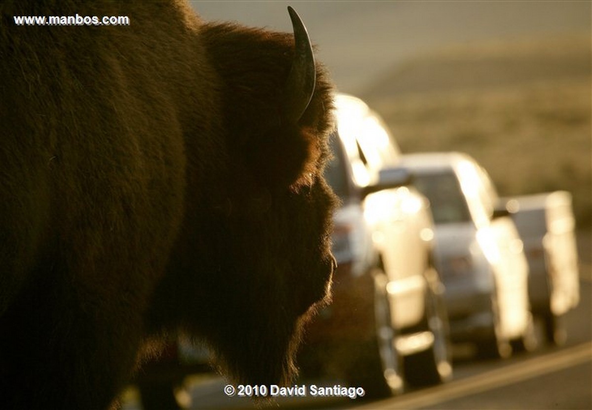 Yellowstone 
Yellowstone Bisontes Eeuu 
Wyoming 