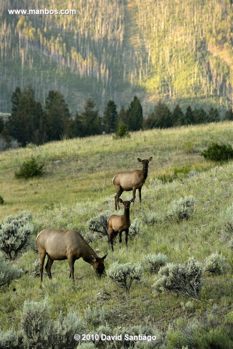 Yellowstone 
Yellowstone Bull Elk Eeuu 
Wyoming 