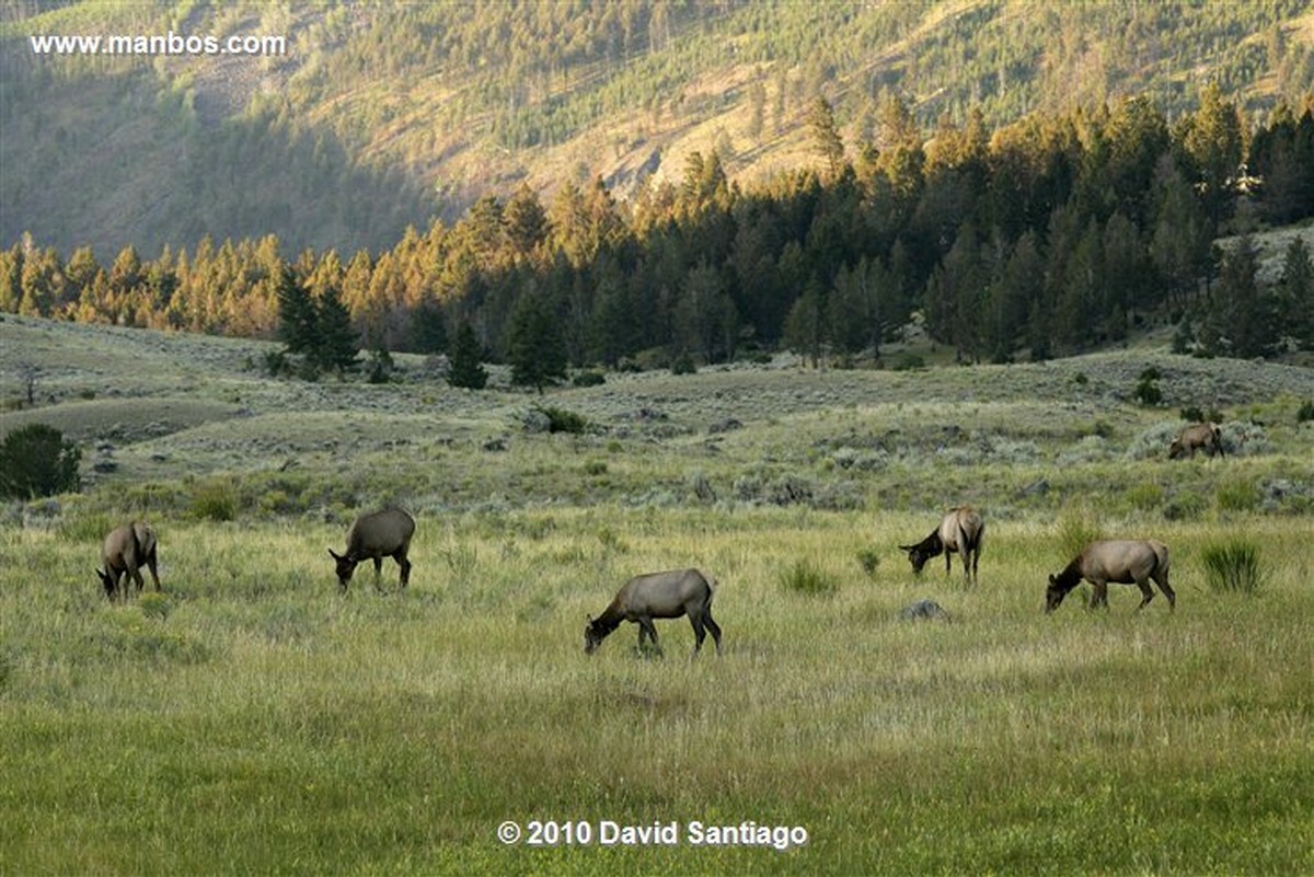 Yellowstone 
Yellowstone Bull Elk Eeuu 
Wyoming 