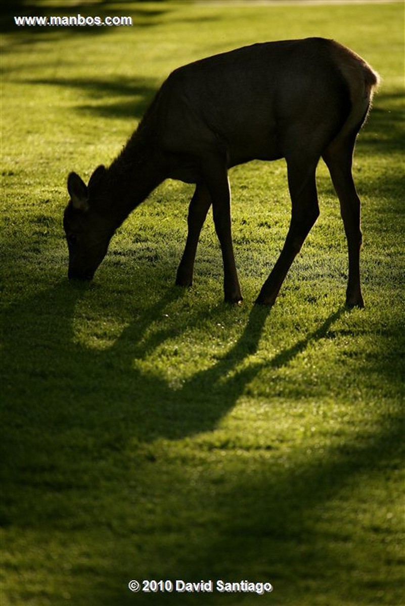 Yellowstone 
Yellowstone Bull Elk Eeuu 
Wyoming 