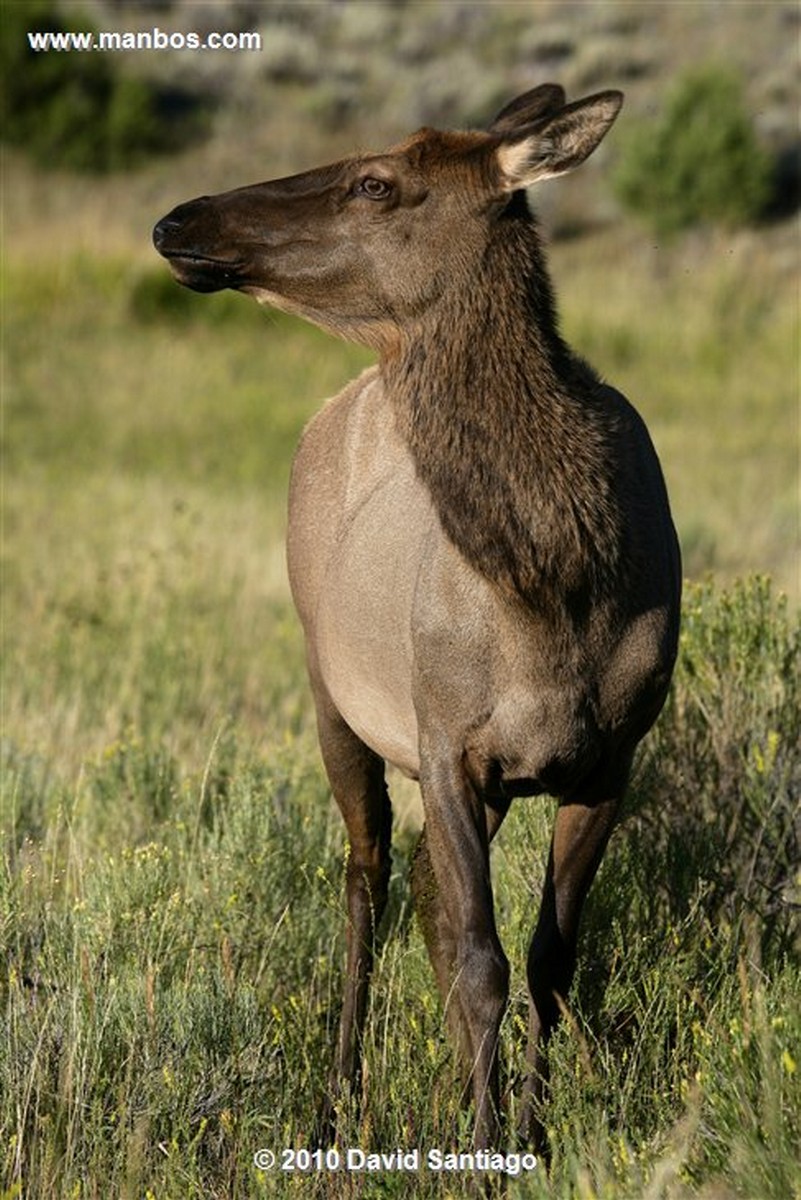Yellowstone 
Yellowstone Bull Elk Eeuu 
Wyoming 