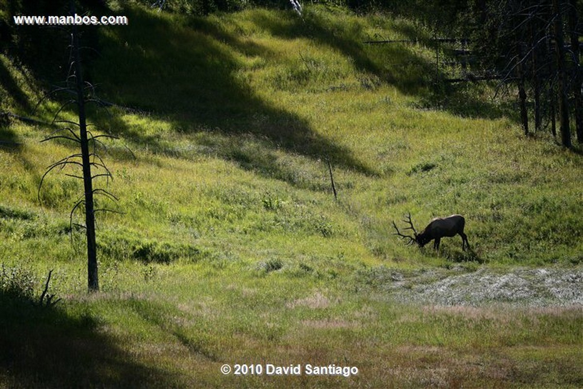 Yellowstone 
Yellowstone Bull Elk Eeuu 
Wyoming 