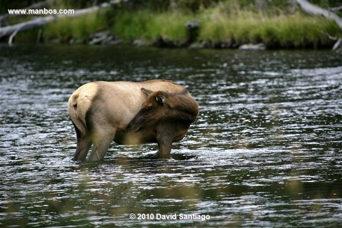 Yellowstone 
Yellowstone Bull Elk Eeuu 
Wyoming 