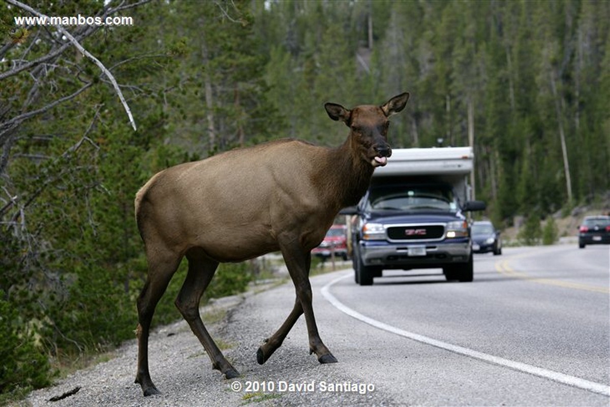 Yellowstone 
Yellowstone Bull Elk Eeuu 
Wyoming 