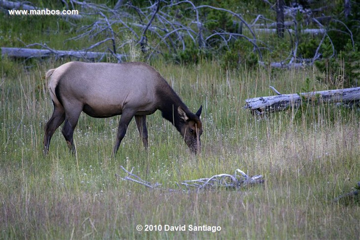 Yellowstone 
Yellowstone Bull Elk Eeuu 
Wyoming 