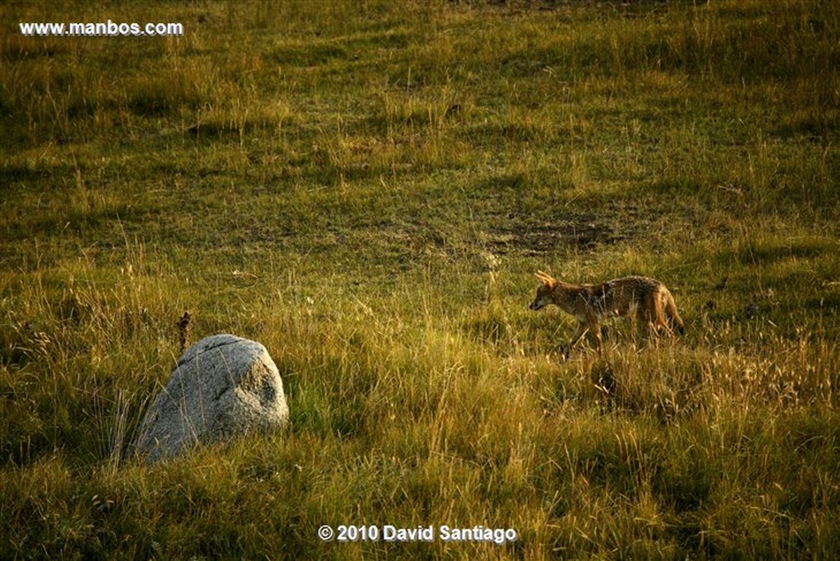Yellowstone 
Yellowstone Cuervo Eeuu 
Wyoming 