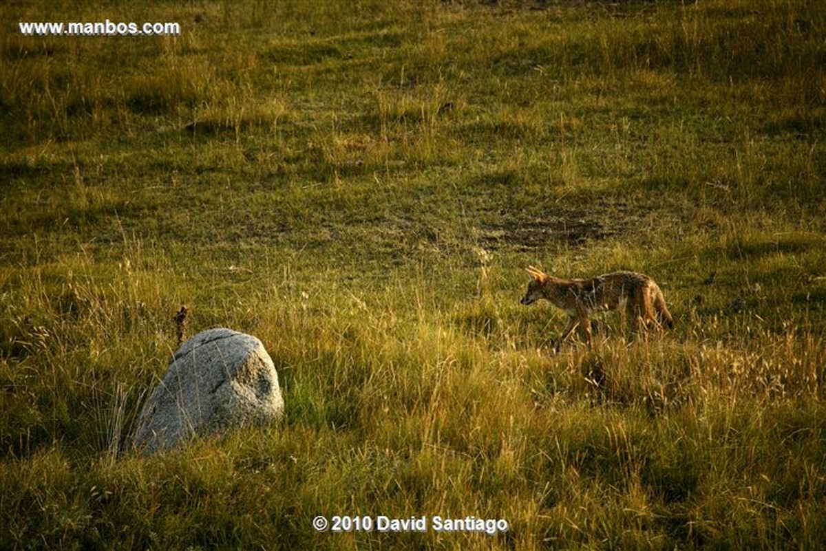 Yellowstone 
Yellowstone Cuervo Eeuu 
Wyoming 