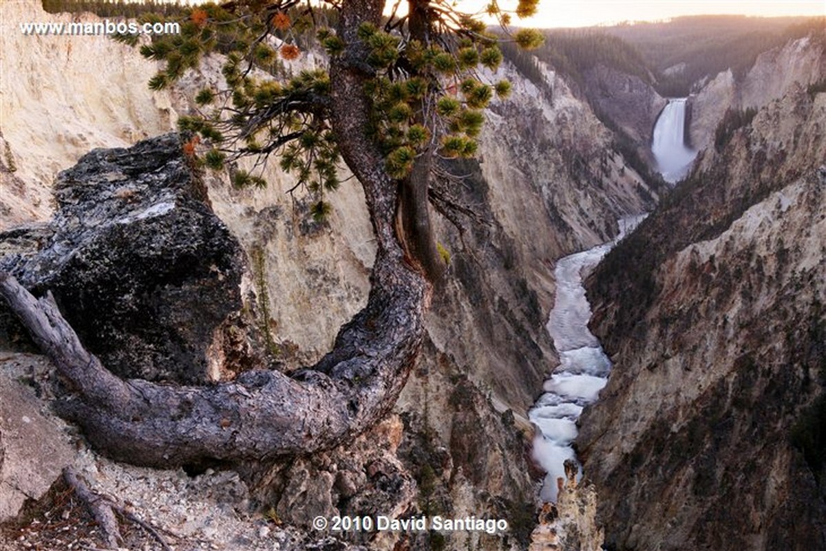 Yellowstone 
Yellowstone Lower Falls Eeuu 
Wyoming 