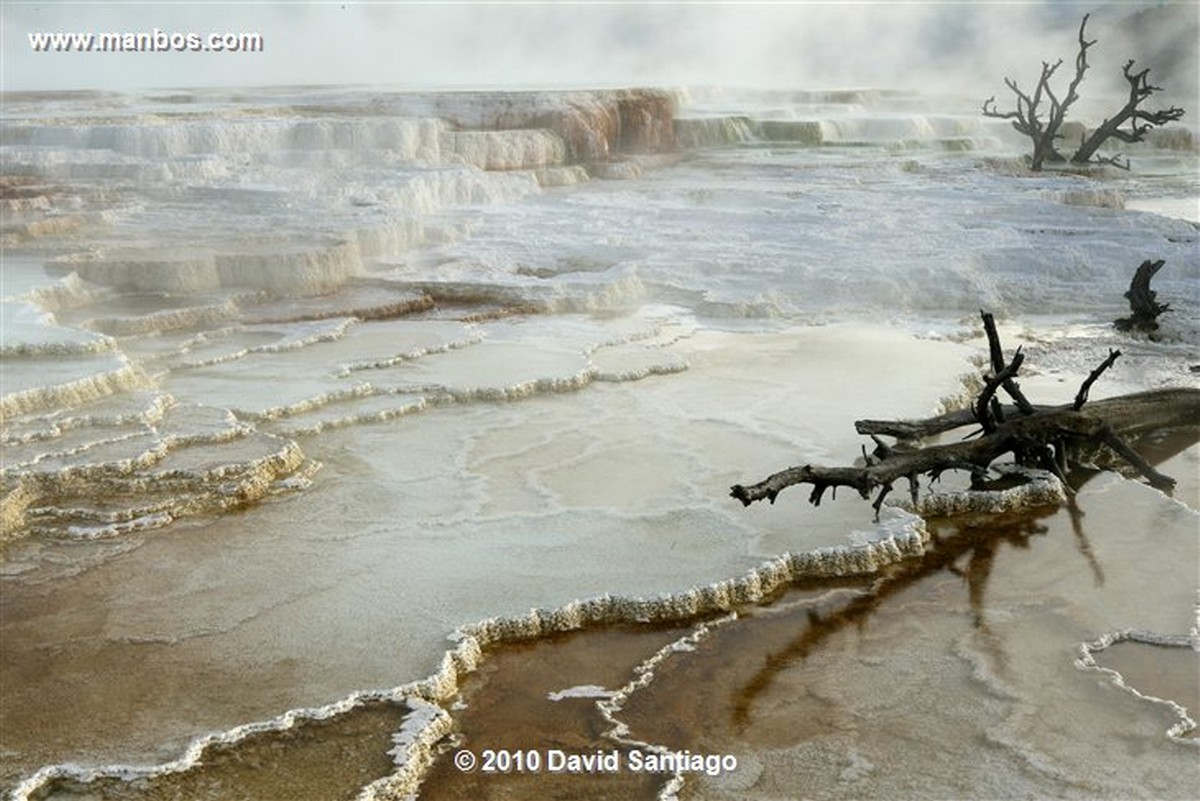 Yellowstone 
Yellowstone Mammoth Hot Springs Eeuu 
Wyoming 