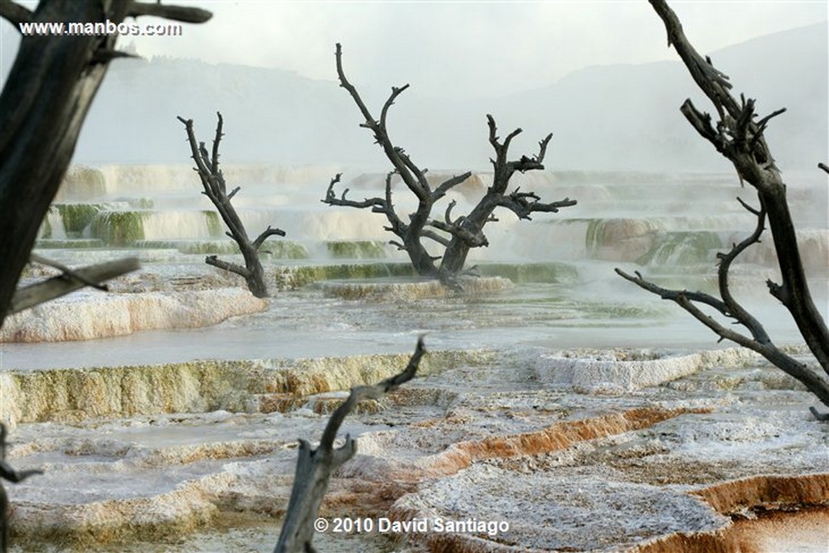 Yellowstone 
Yellowstone Mammoth Hot Springs Eeuu 
Wyoming 