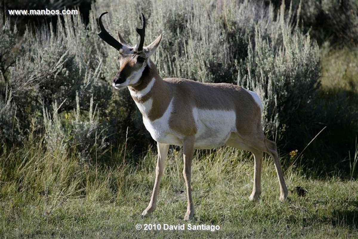 Yellowstone 
Yellowstone Mammoth Hot Springs Eeuu 
Wyoming 