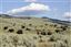 Yellowstone 
Yellowstone Bisontes Eeuu 
Wyoming 