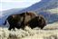 Yellowstone 
Yellowstone Bisontes Eeuu 
Wyoming 