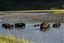 Yellowstone 
Yellowstone Bisontes Eeuu 
Wyoming 