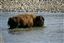 Yellowstone 
Yellowstone Bisontes Eeuu 
Wyoming 