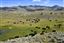 Yellowstone 
Yellowstone Bisontes Eeuu 
Wyoming 