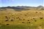 Yellowstone 
Yellowstone Bisontes Eeuu 
Wyoming 