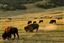 Yellowstone 
Yellowstone Bisontes Eeuu 
Wyoming 