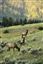 Yellowstone 
Yellowstone Bull Elk Eeuu 
Wyoming 