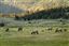 Yellowstone 
Yellowstone Bull Elk Eeuu 
Wyoming 