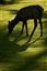 Yellowstone 
Yellowstone Bull Elk Eeuu 
Wyoming 