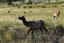 Yellowstone 
Yellowstone Bull Elk Eeuu 
Wyoming 