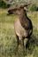 Yellowstone 
Yellowstone Bull Elk Eeuu 
Wyoming 