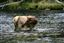 Yellowstone 
Yellowstone Bull Elk Eeuu 
Wyoming 