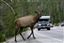 Yellowstone 
Yellowstone Bull Elk Eeuu 
Wyoming 