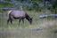 Yellowstone 
Yellowstone Bull Elk Eeuu 
Wyoming 