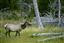 Yellowstone 
Yellowstone Bull Elk Eeuu 
Wyoming 