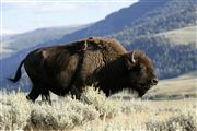 Yellowstone , Yellowstone , Estados Unidos 