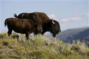 Yellowstone , Yellowstone , Estados Unidos 