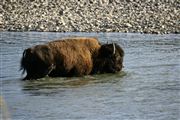 Yellowstone , Yellowstone , Estados Unidos 