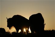 Yellowstone , Yellowstone , Estados Unidos 