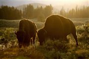 Yellowstone , Yellowstone , Estados Unidos 